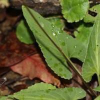 Viola betonicifolia Sm.